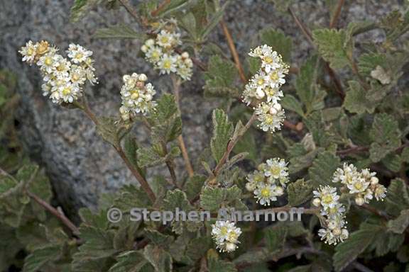 holodiscus discolor var microphyllus 8 graphic